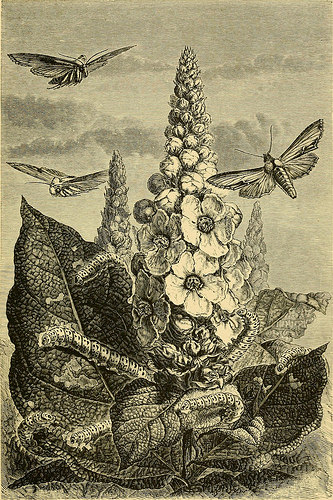 Image from page 168 of “The transformations (or metamorphoses) of insects (Insecta, Myriapoda, Arachnida, and Crustacea) : being an adaptation, for English readers, of M. Émile Blanchard’s “Metamorphoses, moeurs et instincts des insects” and a compilatio