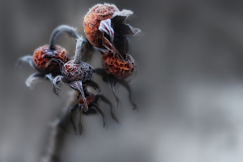 Frozen Plant Scream